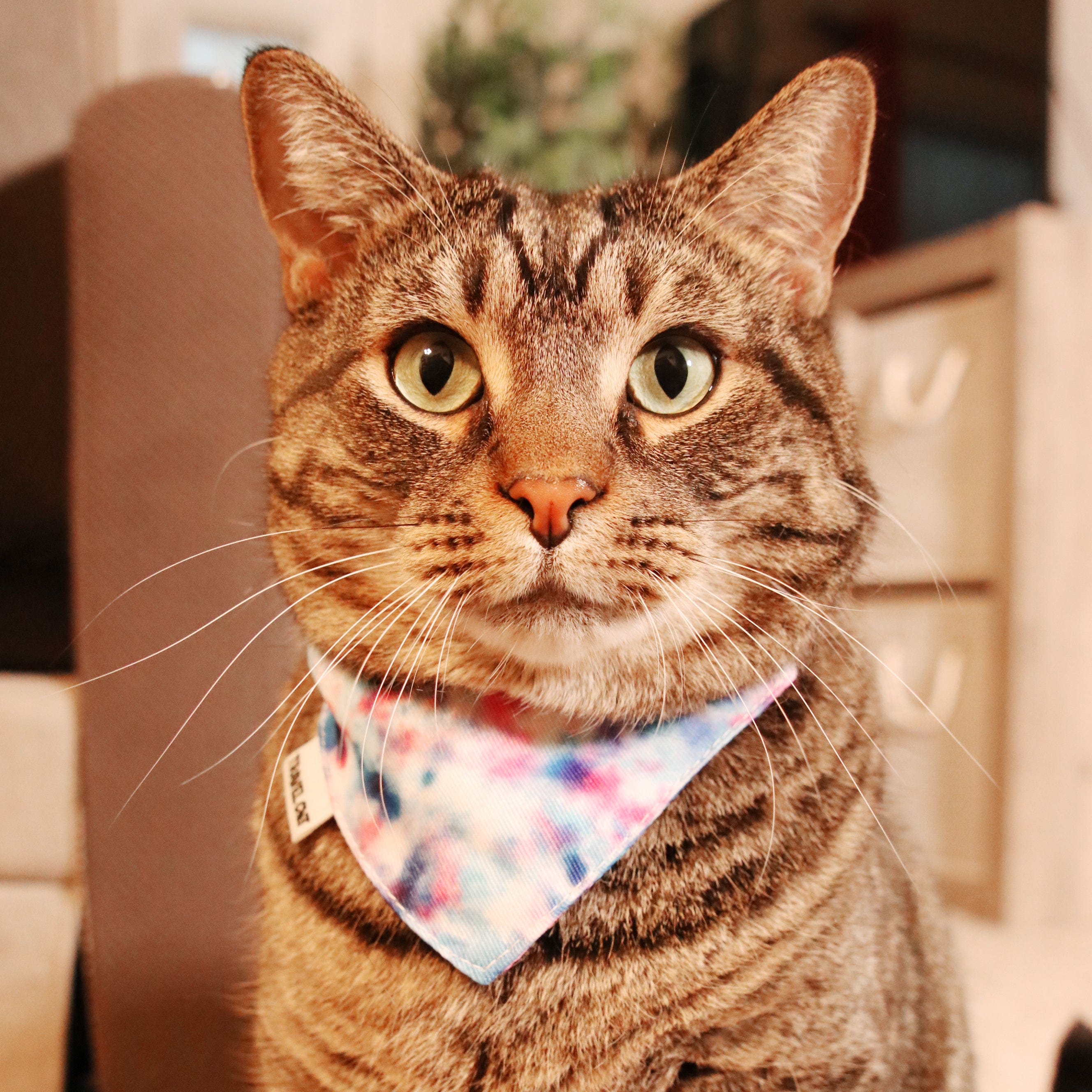 “The Groovy Cat” Bandana & Cat Collar