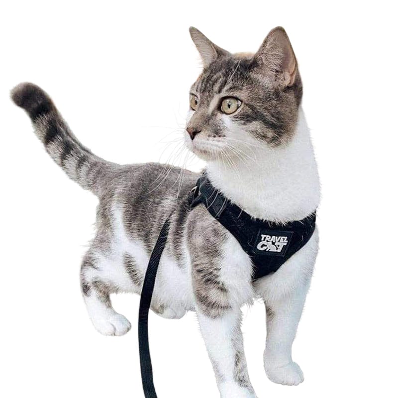 The Black True Adventurer" Reflective Cat & Kitten Harness and Leash