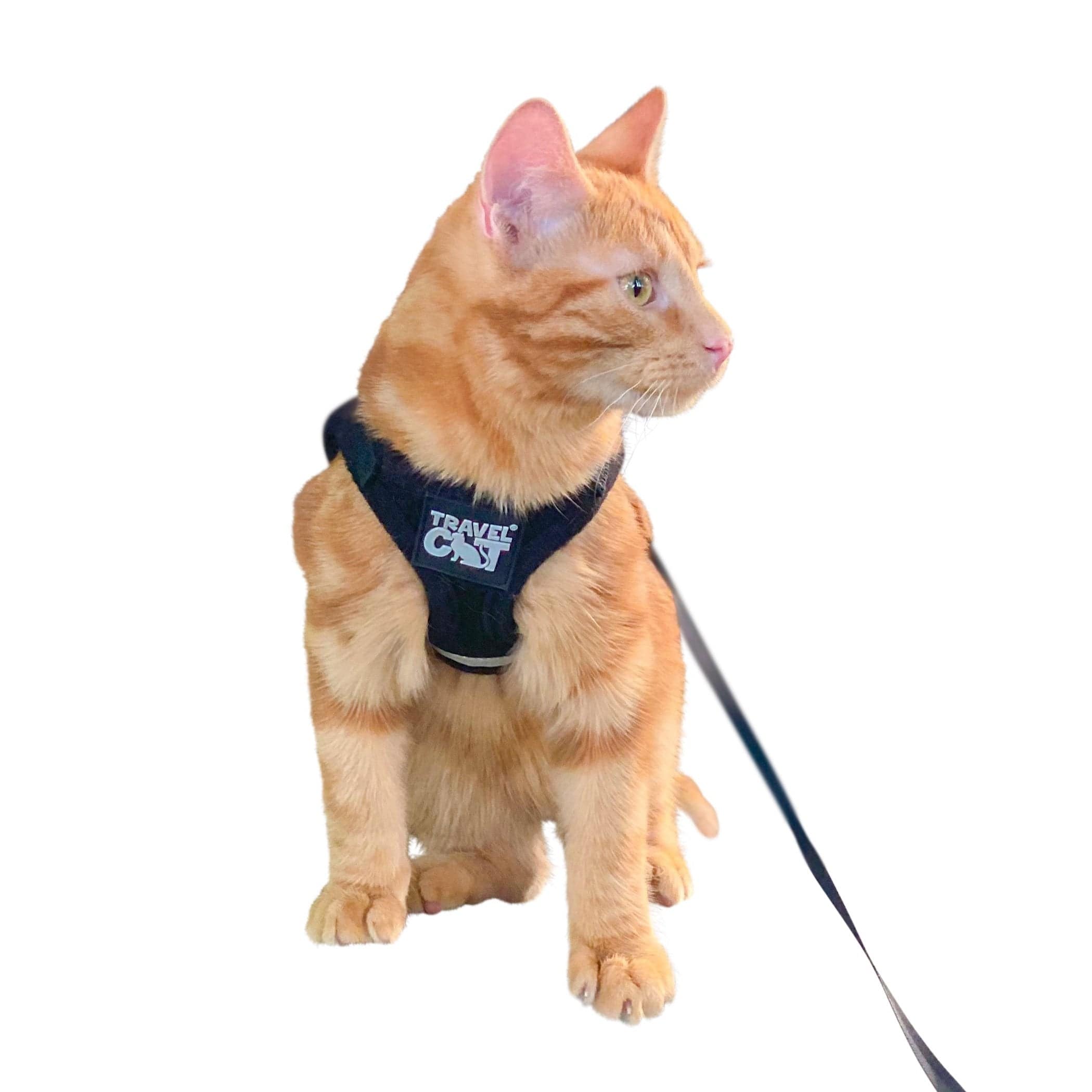 The Black True Adventurer" Reflective Cat & Kitten Harness and Leash