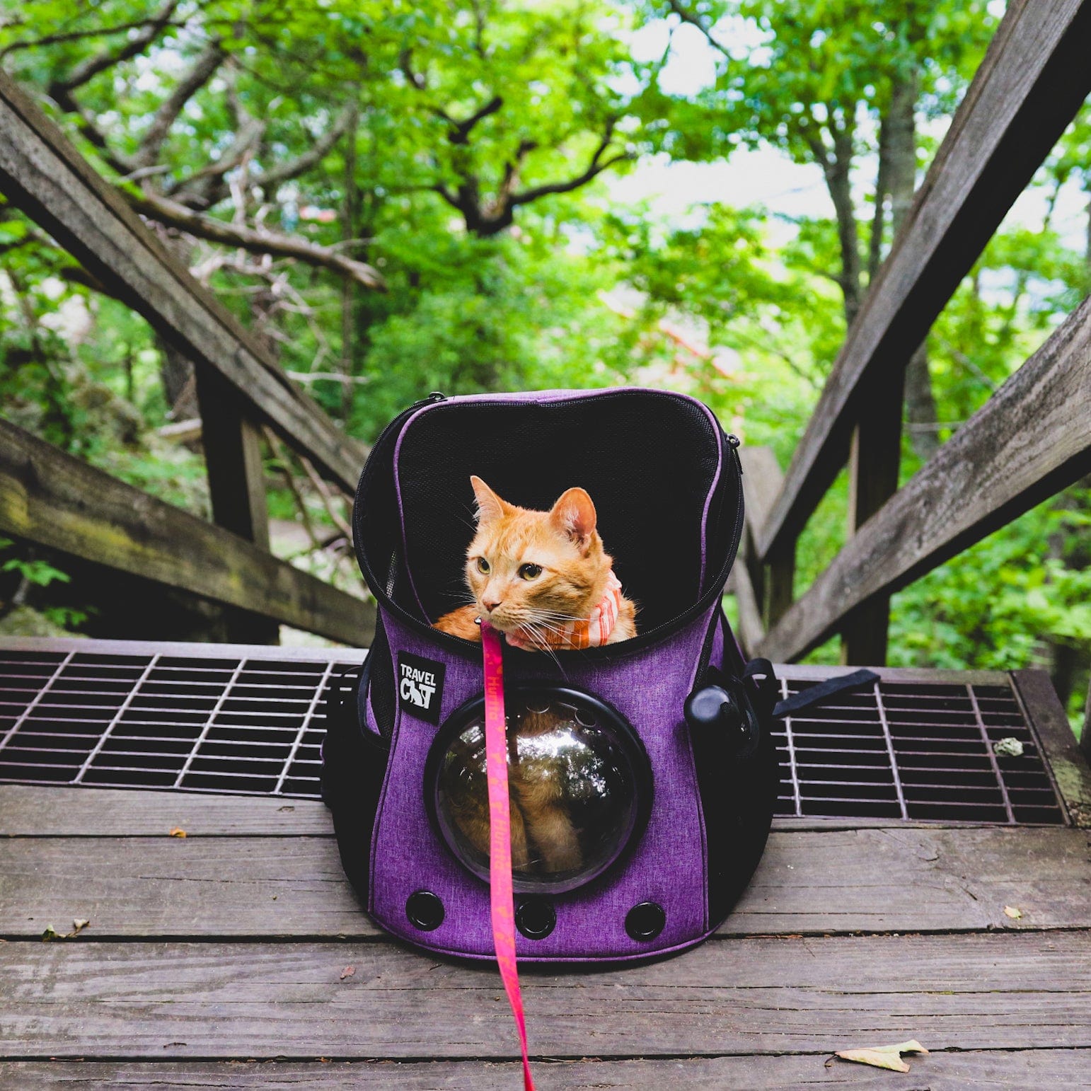 "The Fat Cat" Mini Cat Backpack - Purple