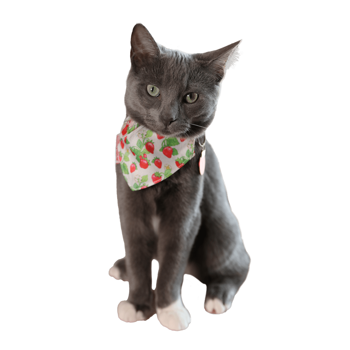 Strawberry Shortcake x Travel Cat Bandana - Officially Licensed