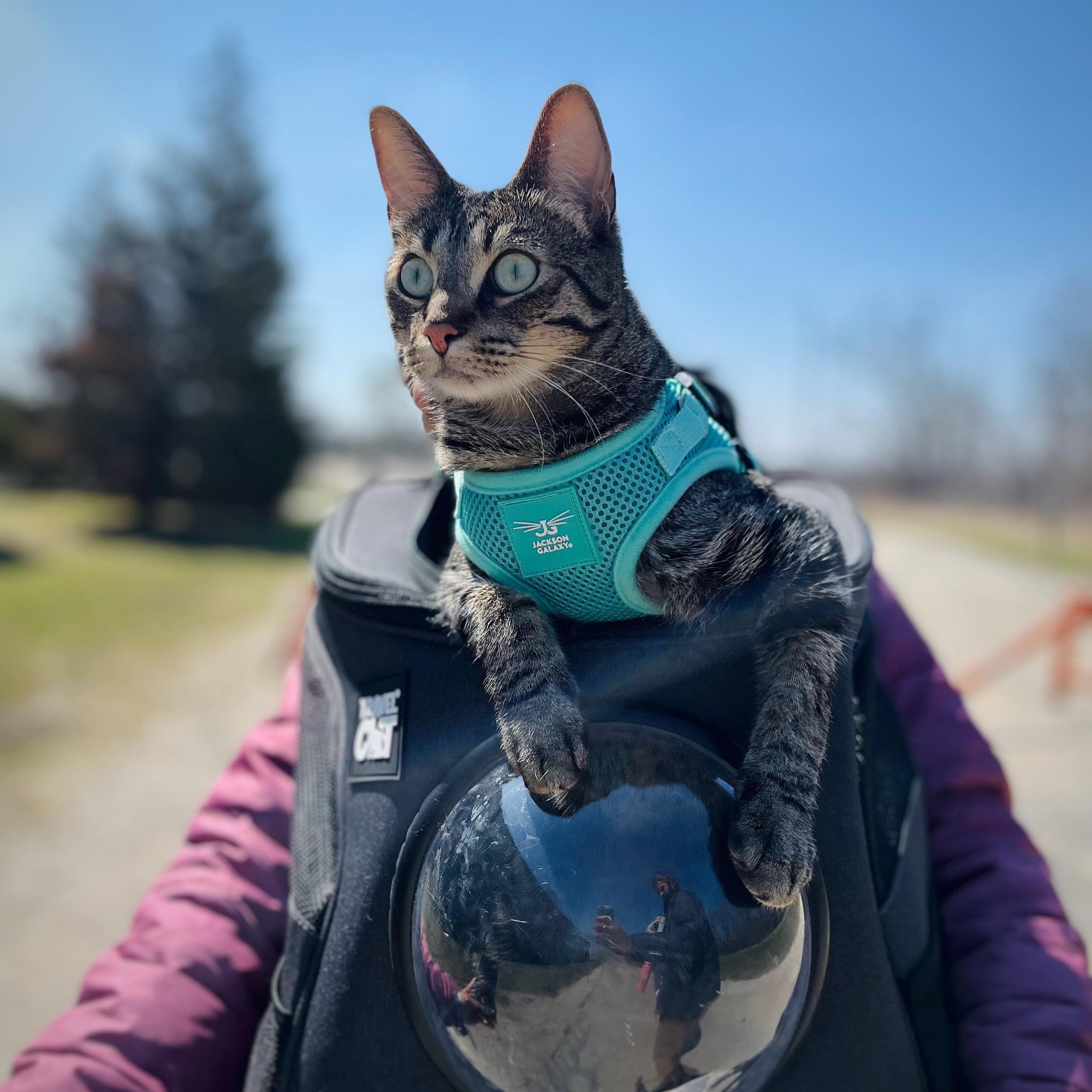 The Jackson Galaxy x Travel Cat Harness & Backpack Bundle