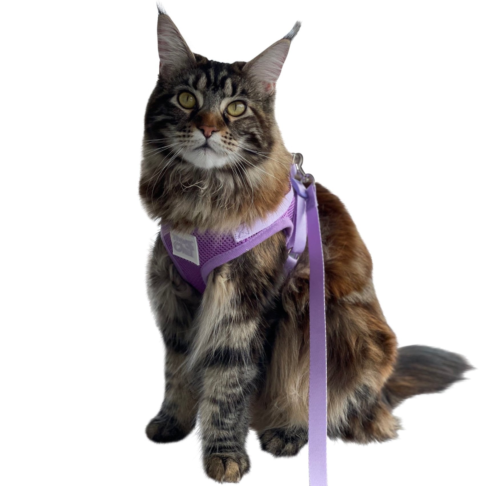 "The Lavender" Limited-Edition Purple Cat Harness & Leash Set