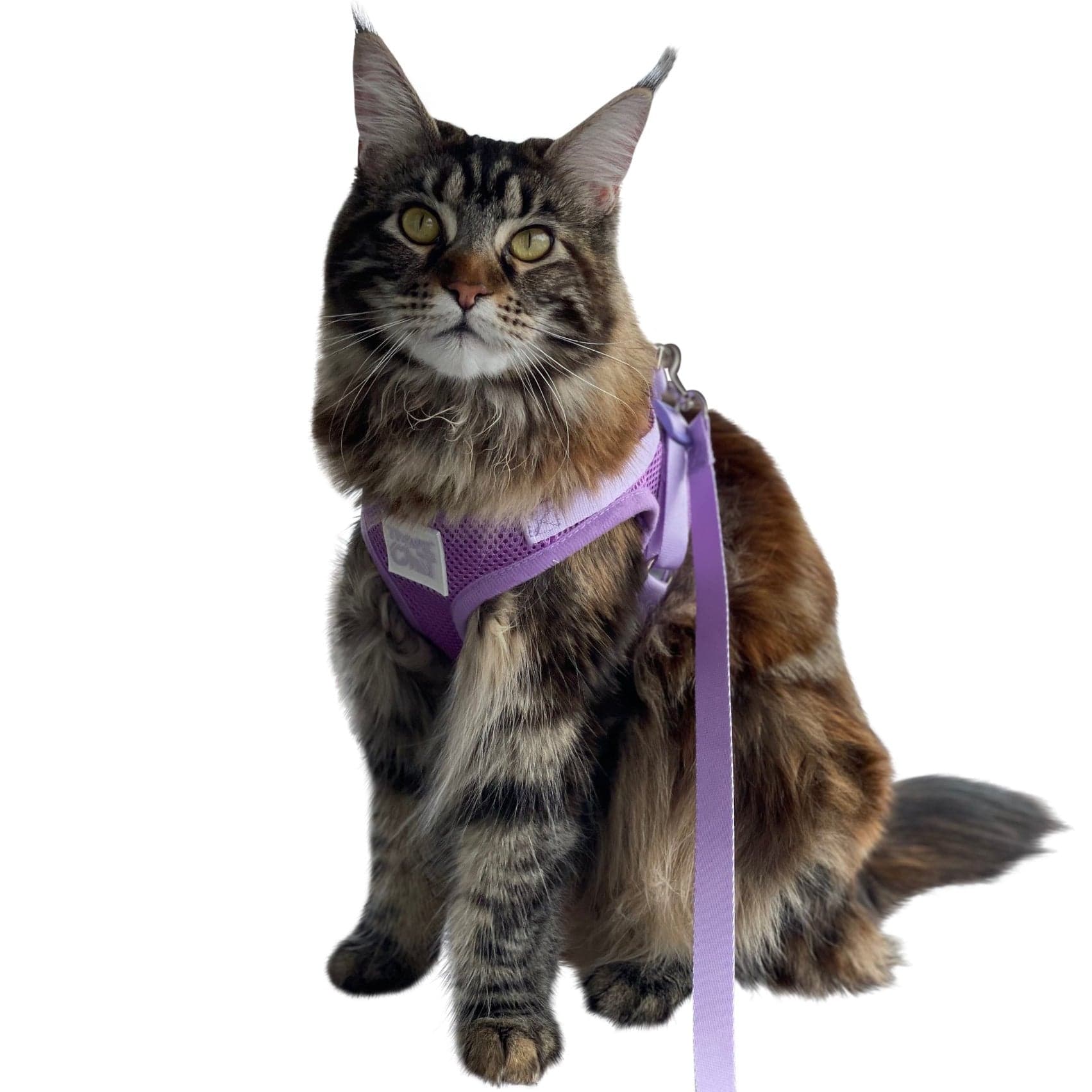 "The True Adventurer" Reflective Cat & Kitten Harness and Leash