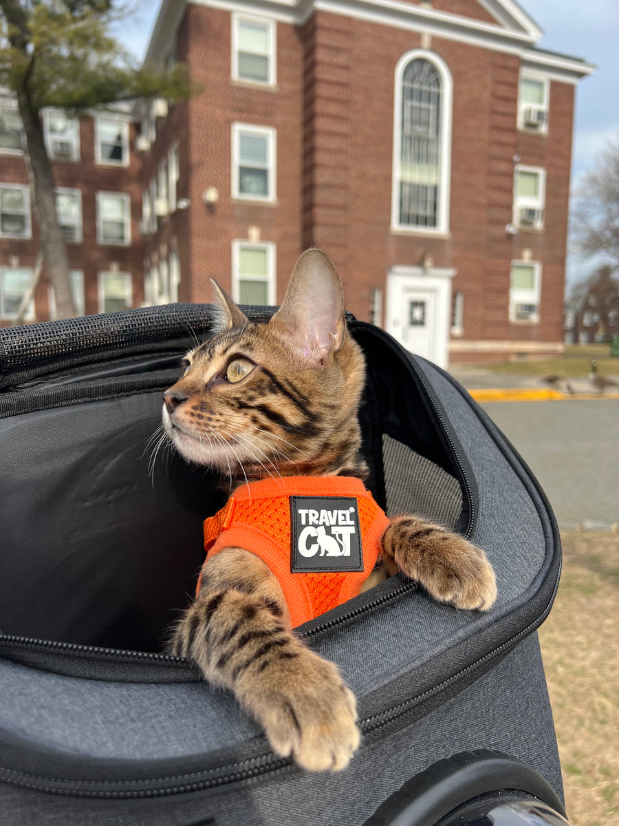 Kitten Ready Gear