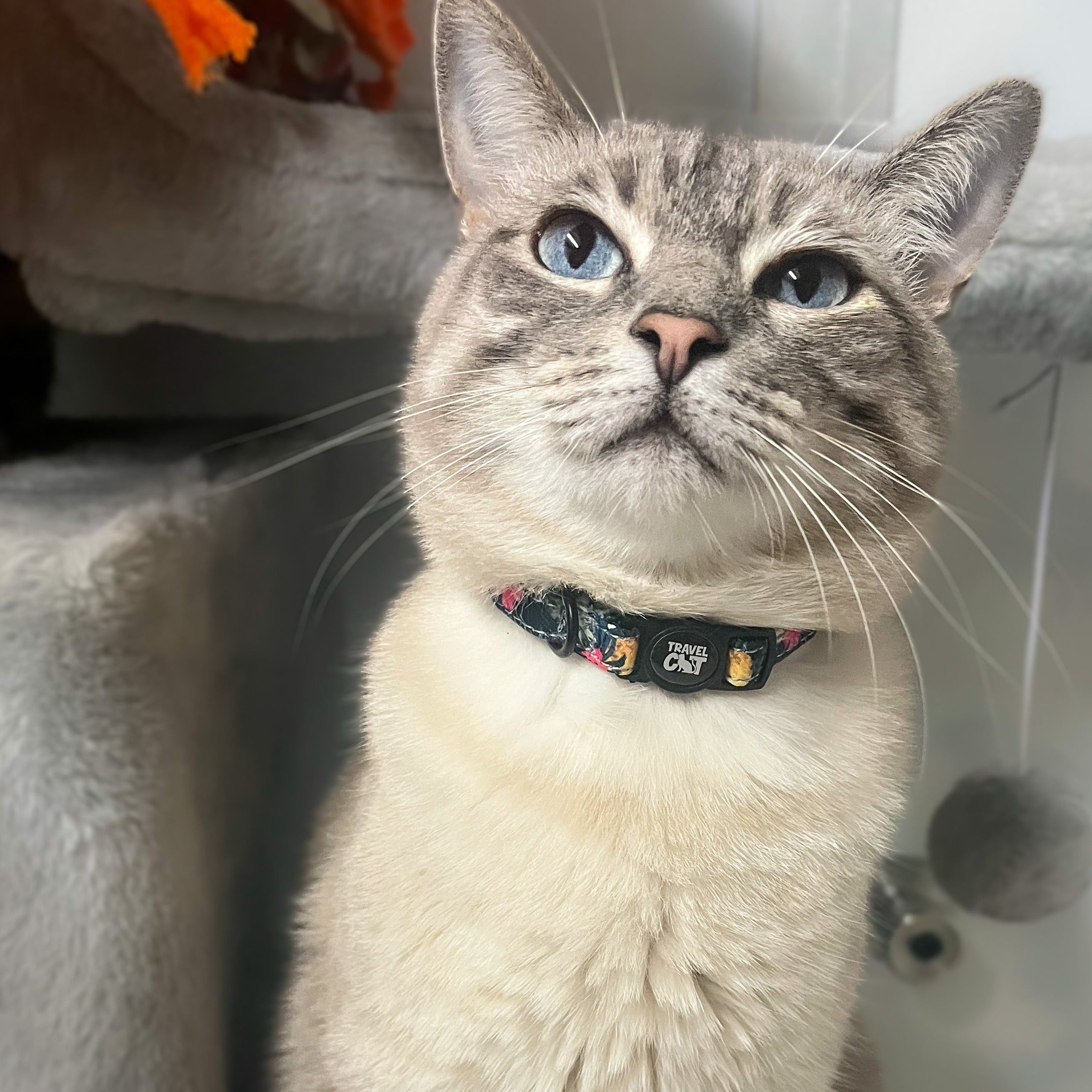 Siamese cat clearance collar