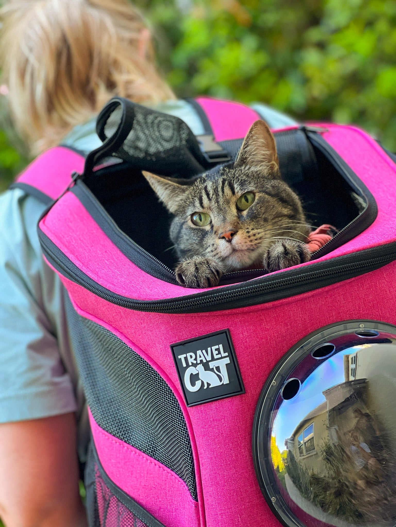 Cat carrier clearance harness