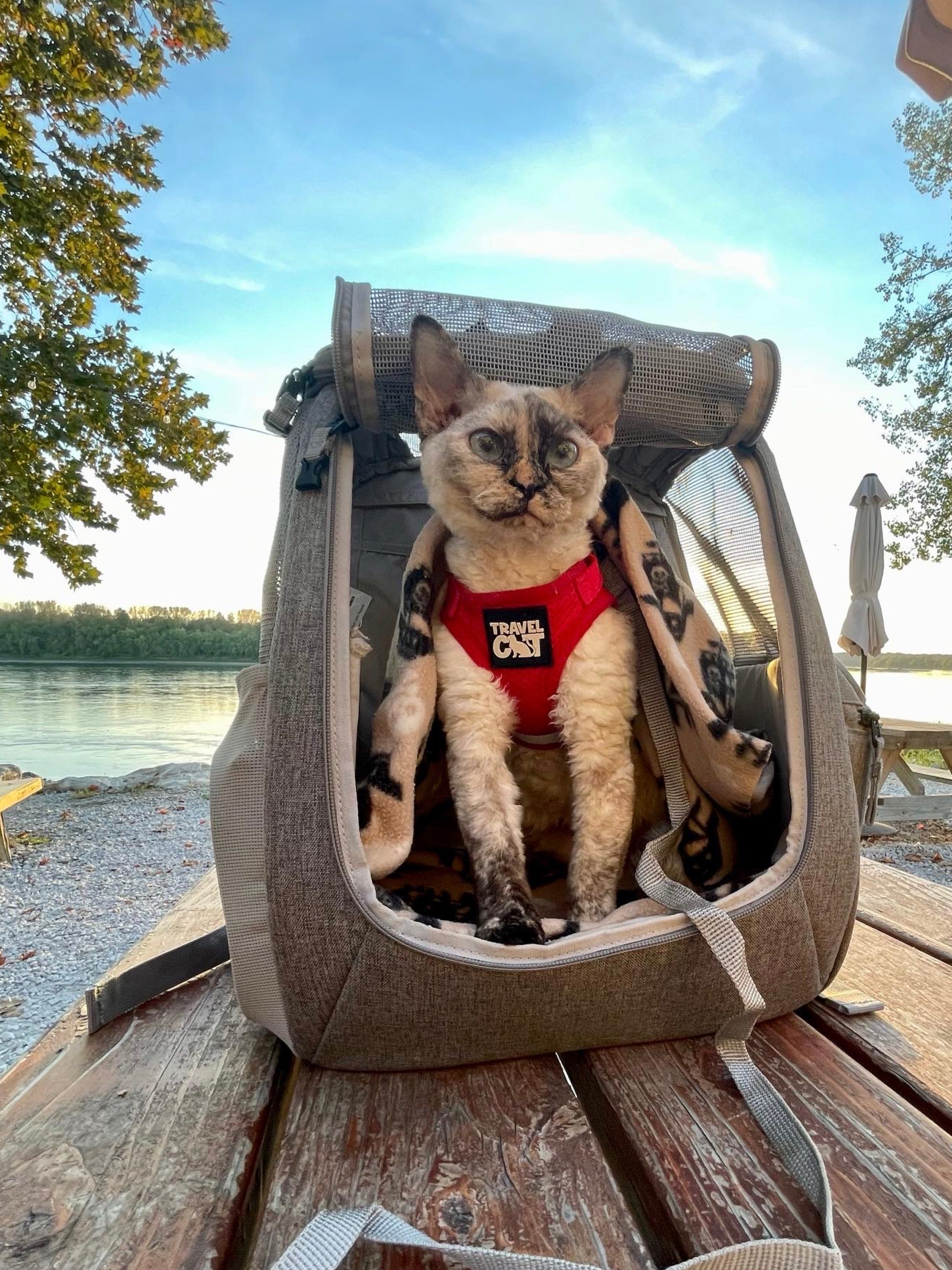 Clear Cat Backpack