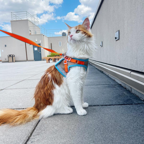 "The Oasis" Limited Edition Cat Harness & Leash Set