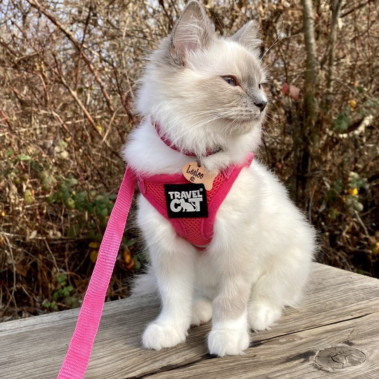 "The True Adventurer" Reflective Cat & Kitten Harness and Leash