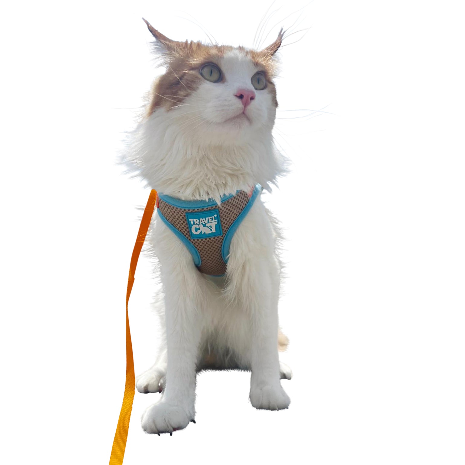 "The Pawpsicle" Limited Edition Cat Harness & Leash Set