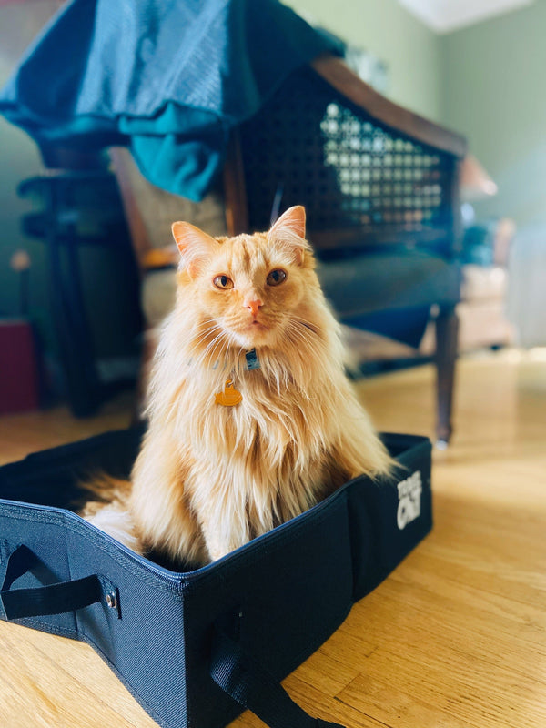 Cat & Kitten Travel Supplies