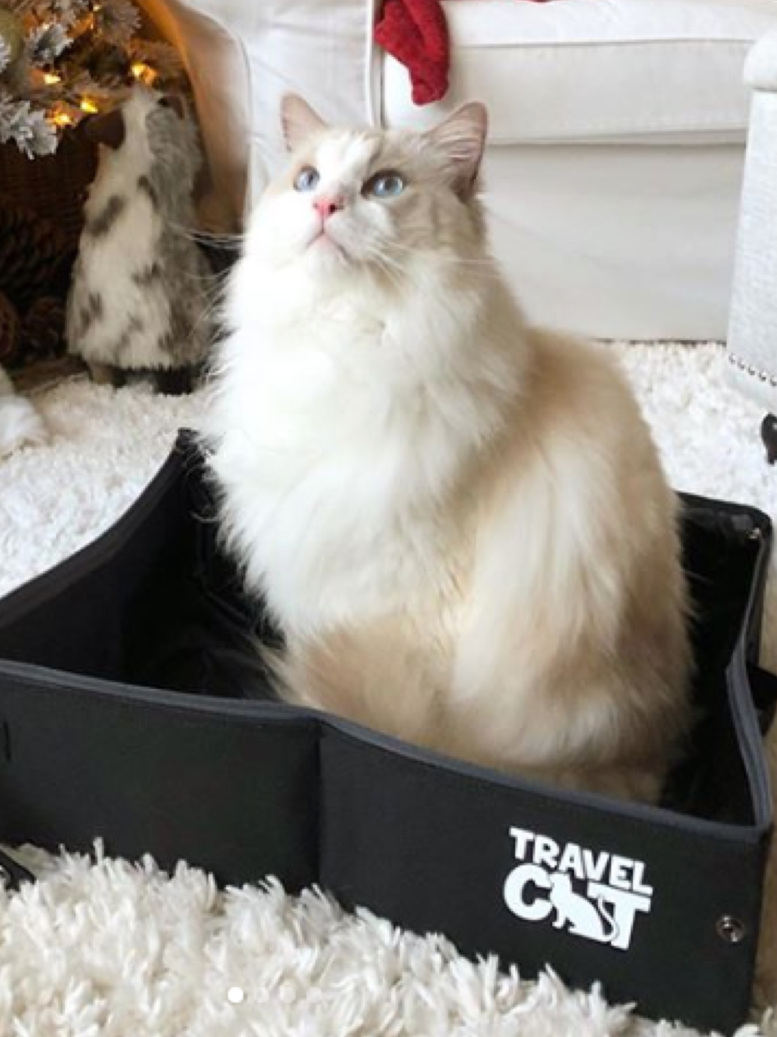 travel carrier cat