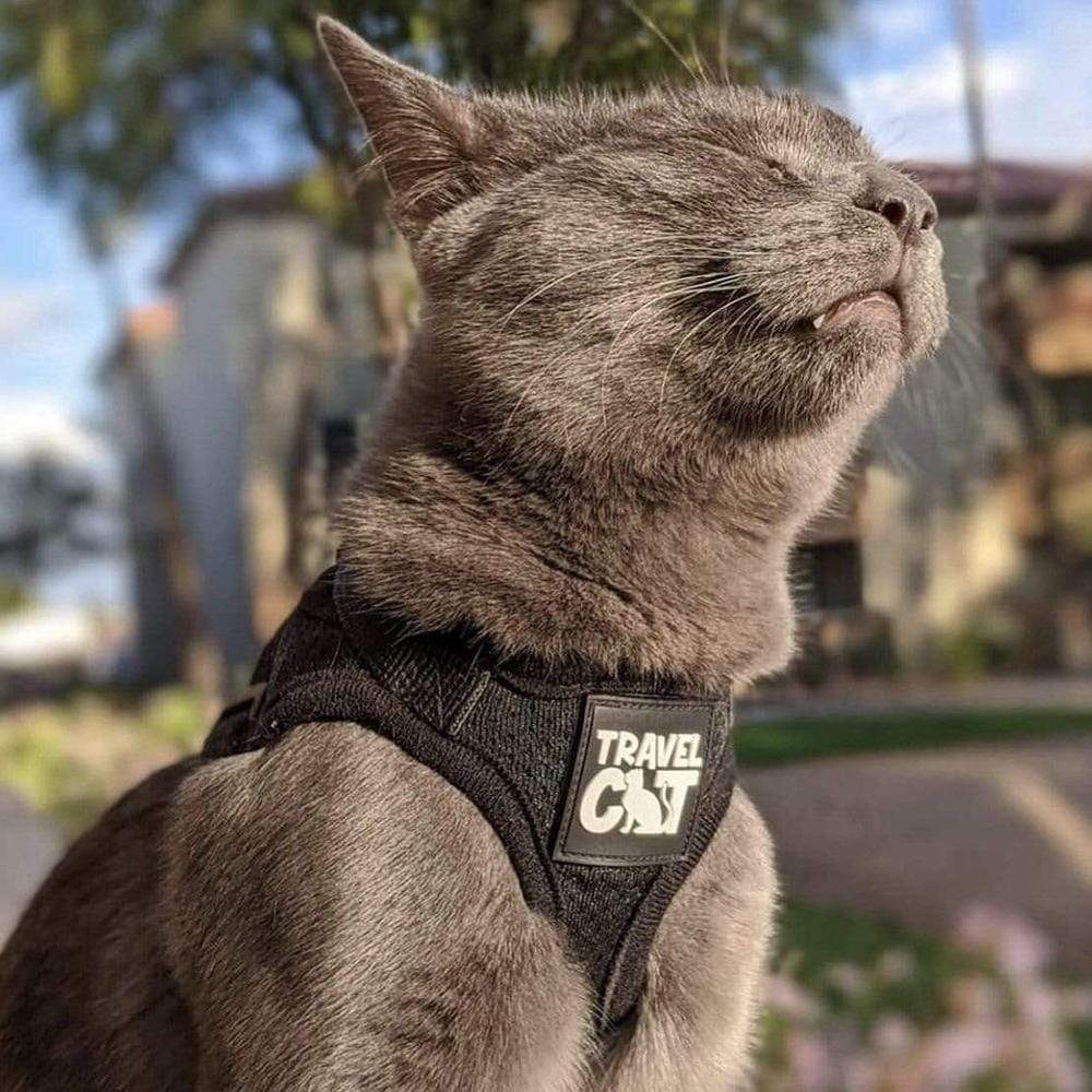 The Black True Adventurer" Reflective Cat & Kitten Harness and Leash