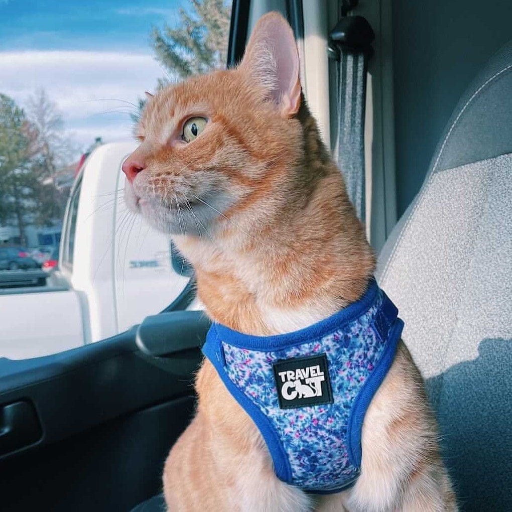 "The True Adventurer" Reflective Cat & Kitten Harness and Leash