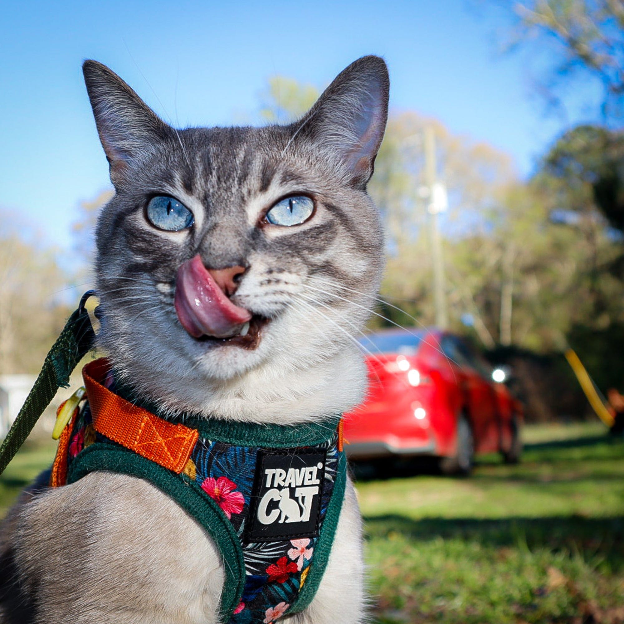 "The Hawaiian Shirt" Limited-Edition Cat Harness & Leash Set