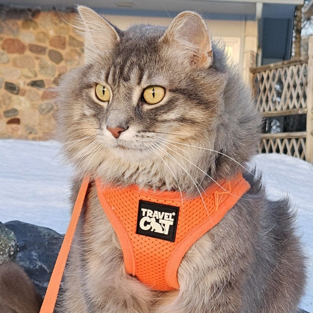 The Orange True Adventurer" Reflective Cat & Kitten Harness and Leash