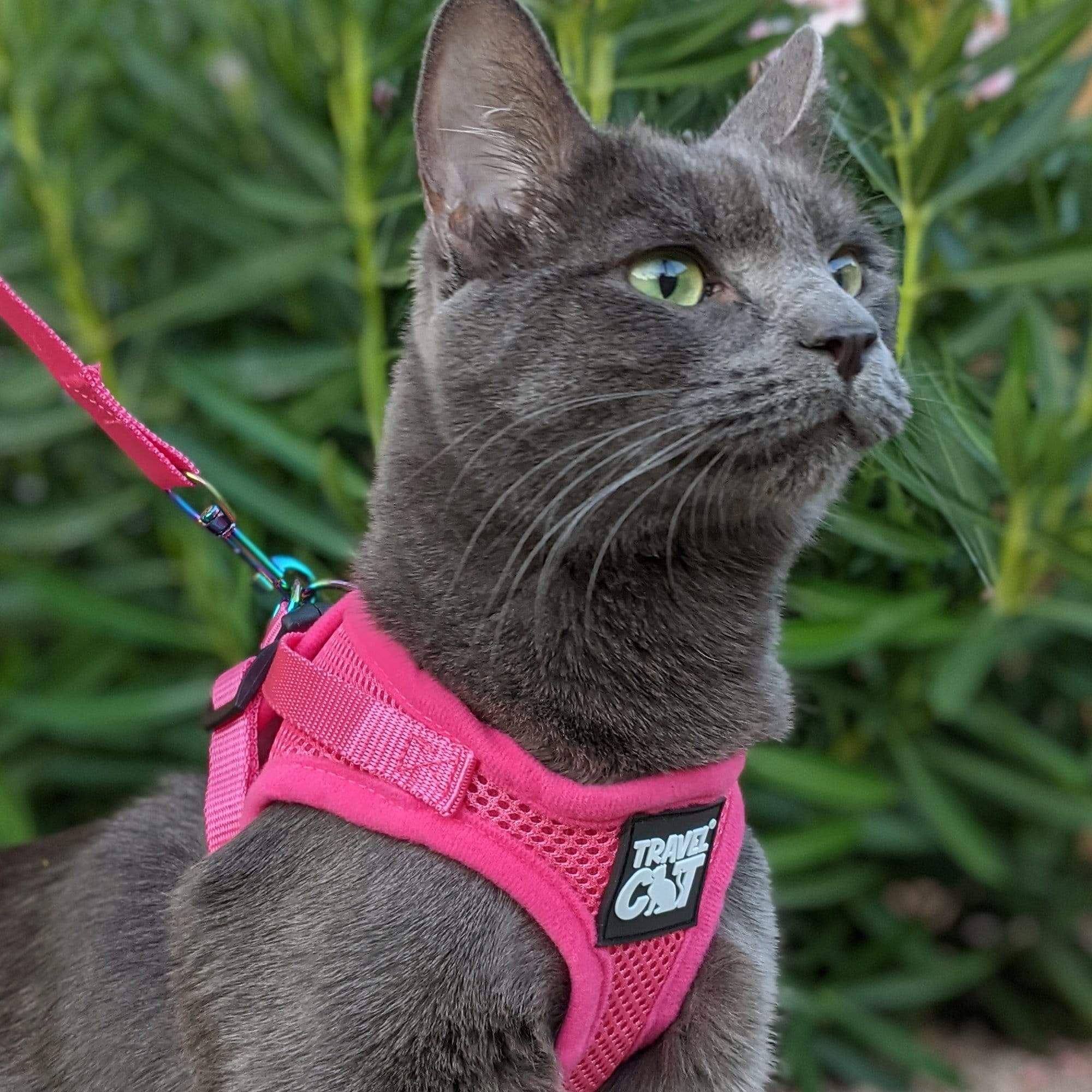 #Color_The Purrfectly Pink