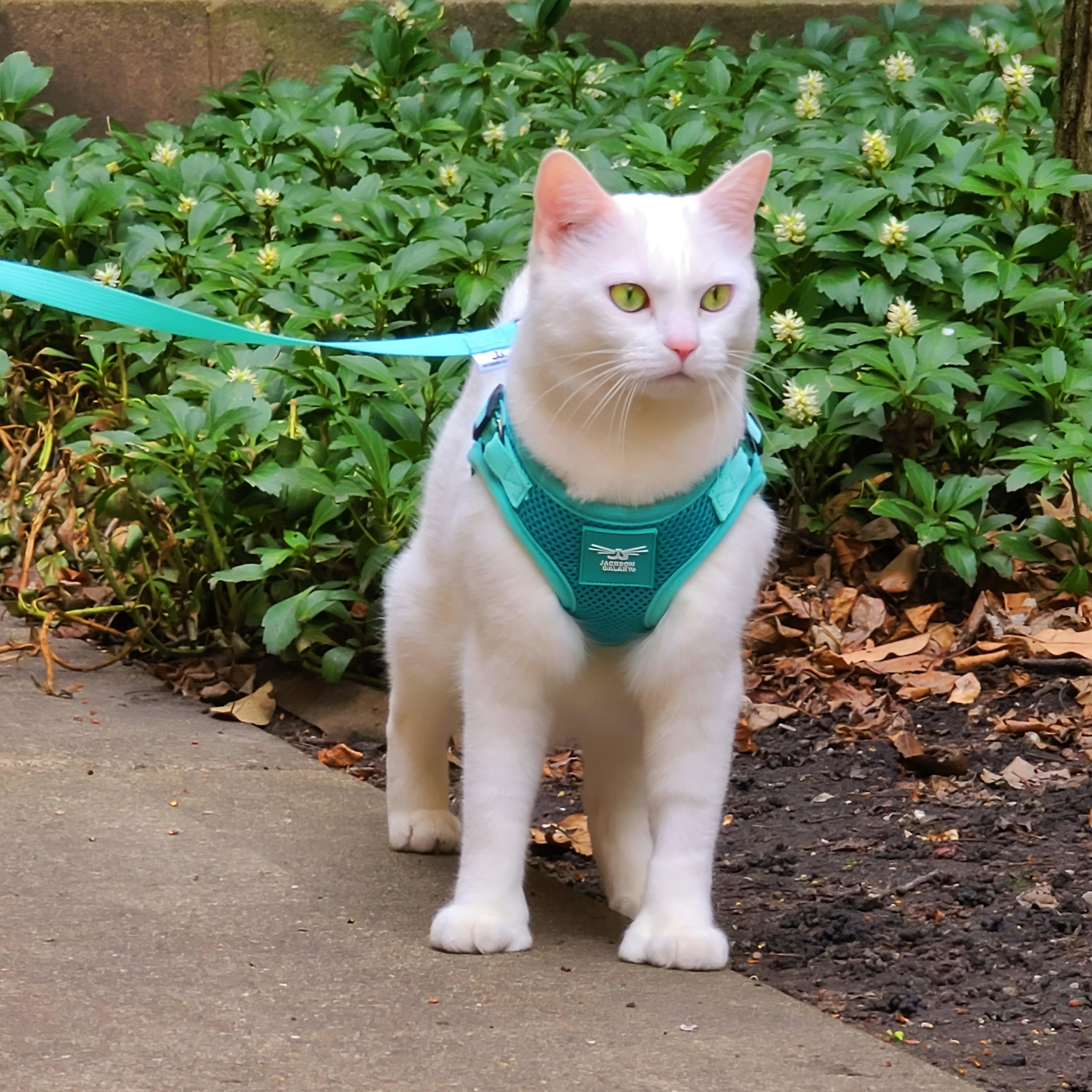 The Jackson Galaxy x Travel Cat Harness & Backpack Bundle