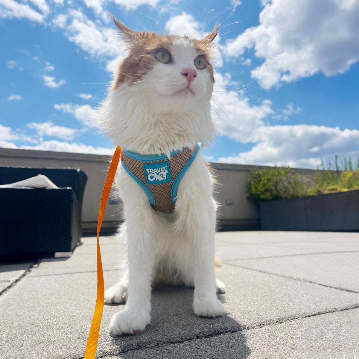 Cat Leashes The Best Cat and Kitten Harnesses & Leashes