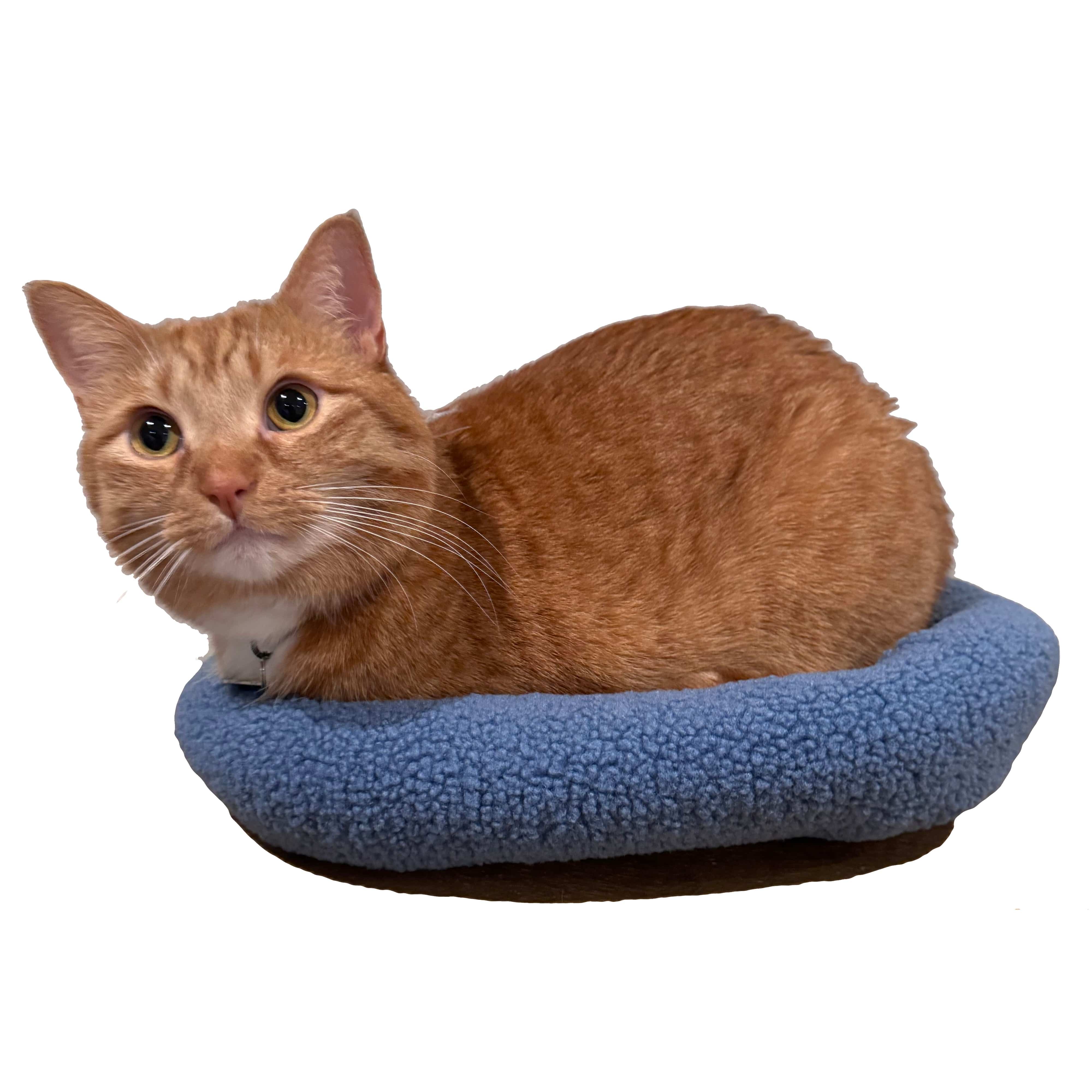 "The Kitty Cushion" Cat Backpack Bed