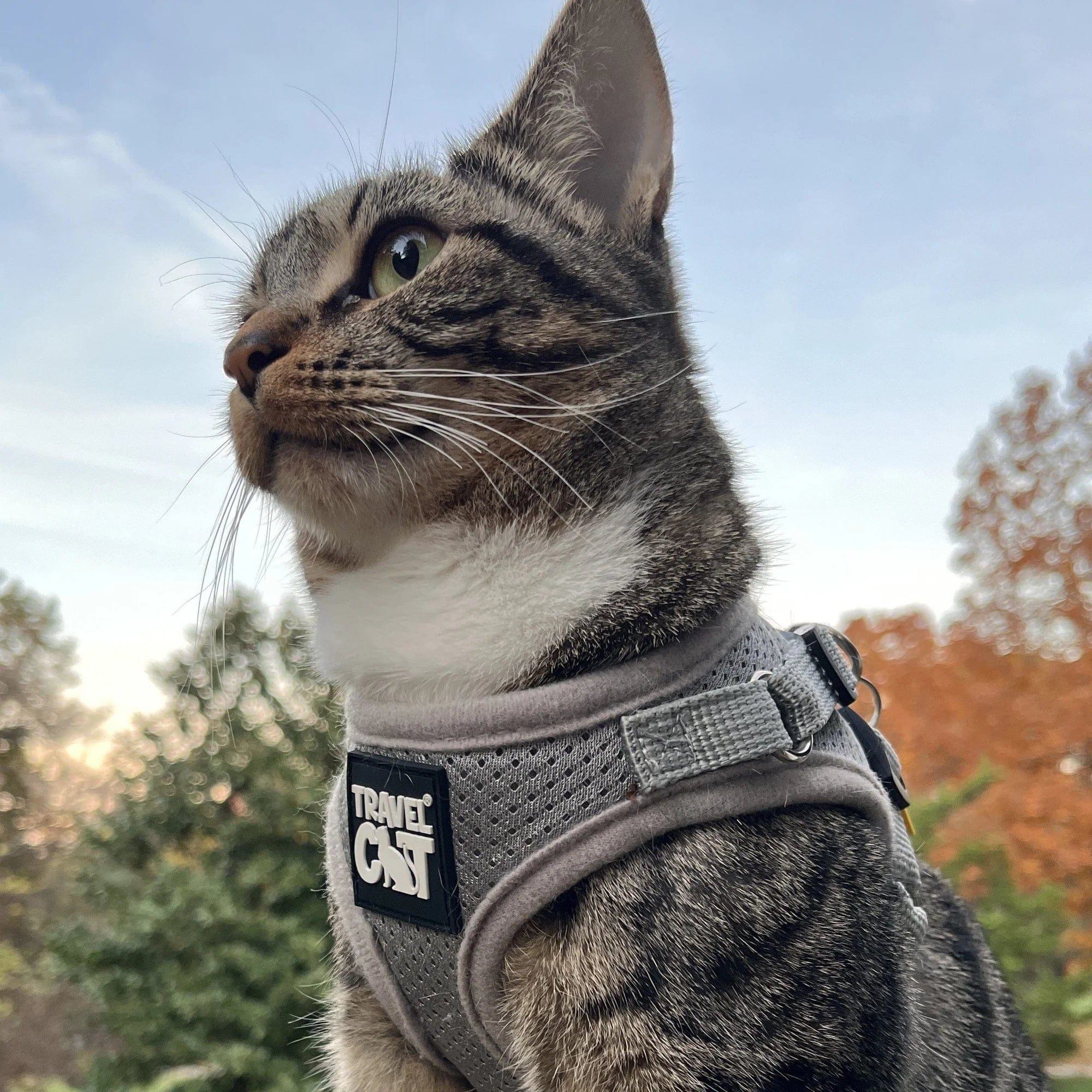 "The True Adventurer" Reflective Cat & Kitten Harness and Leash