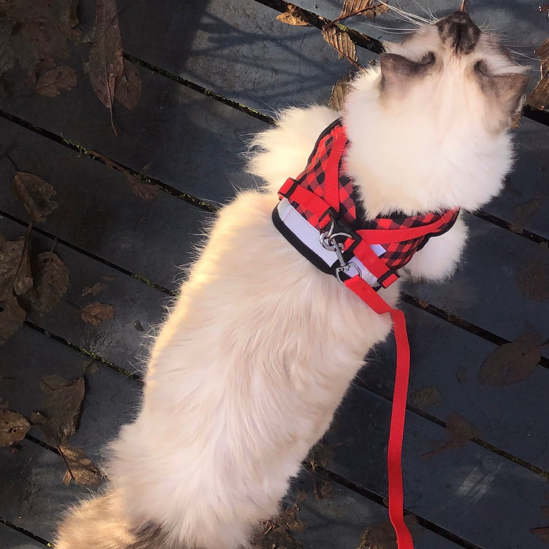 "The True Adventurer" Reflective Cat & Kitten Harness and Leash