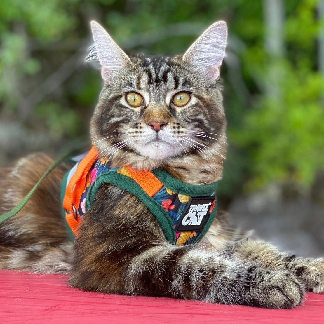 "The True Adventurer" Reflective Cat & Kitten Harness and Leash