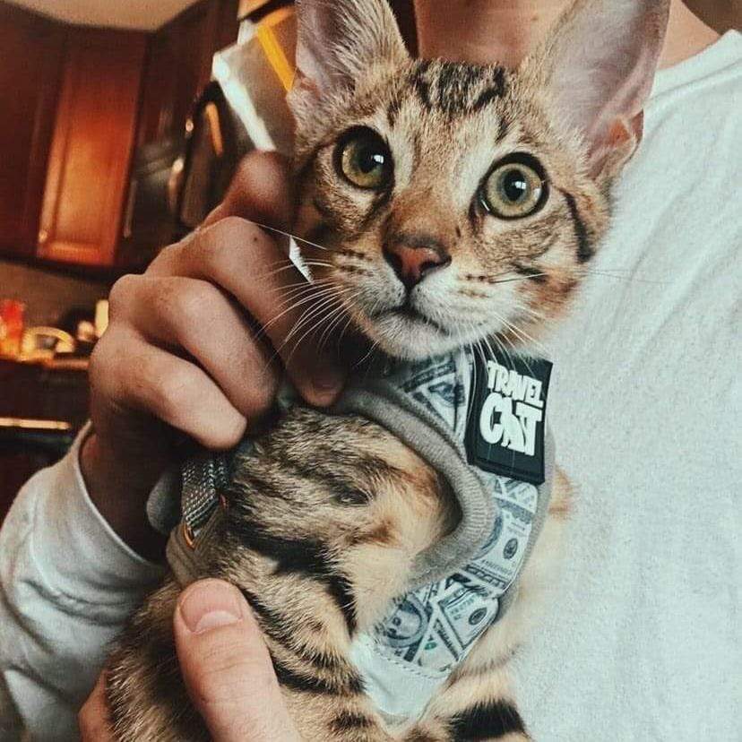 #Color_Cash Cat