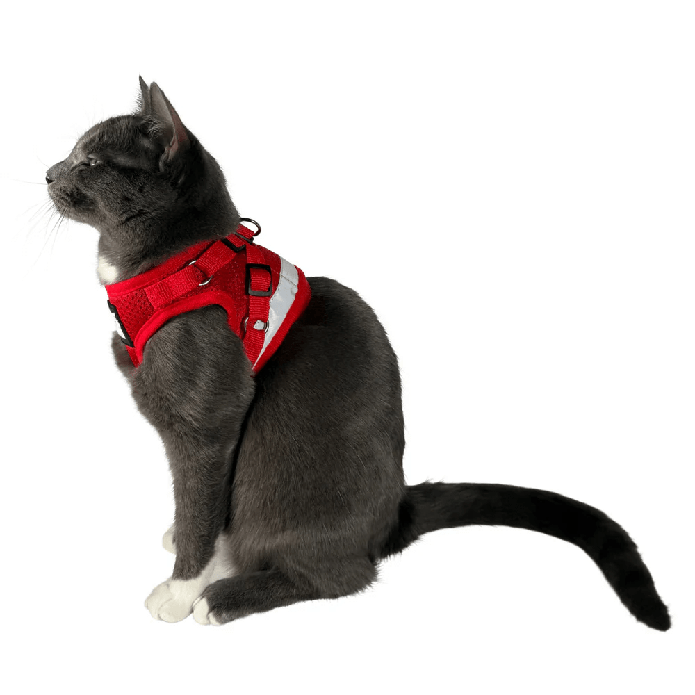 "The True Adventurer" Reflective Cat & Kitten Harness and Leash