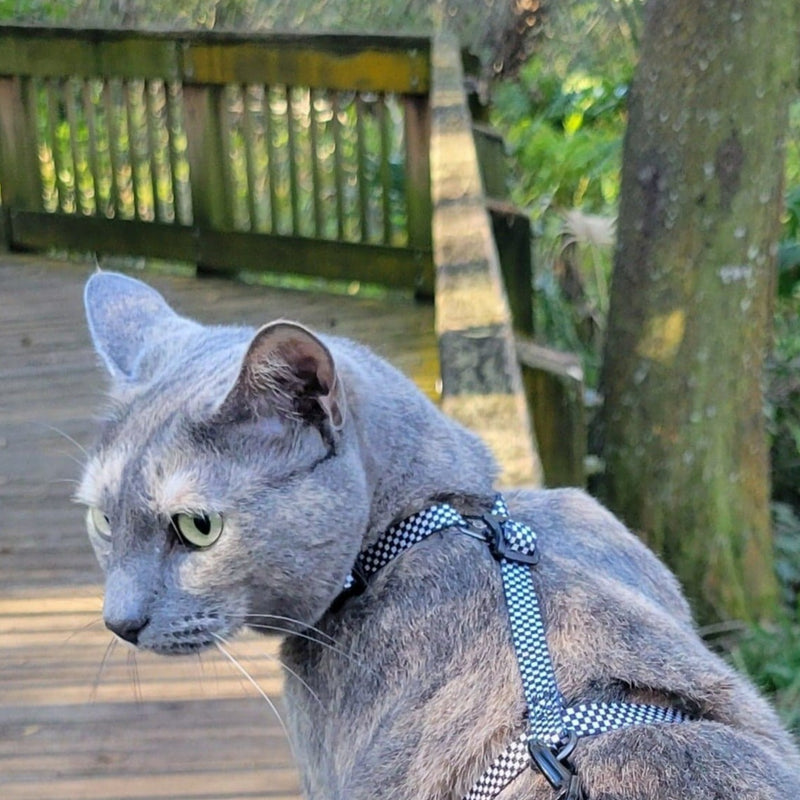 "The Day Tripper" Adjustable HStyle Cat Harness & Bungee Leash