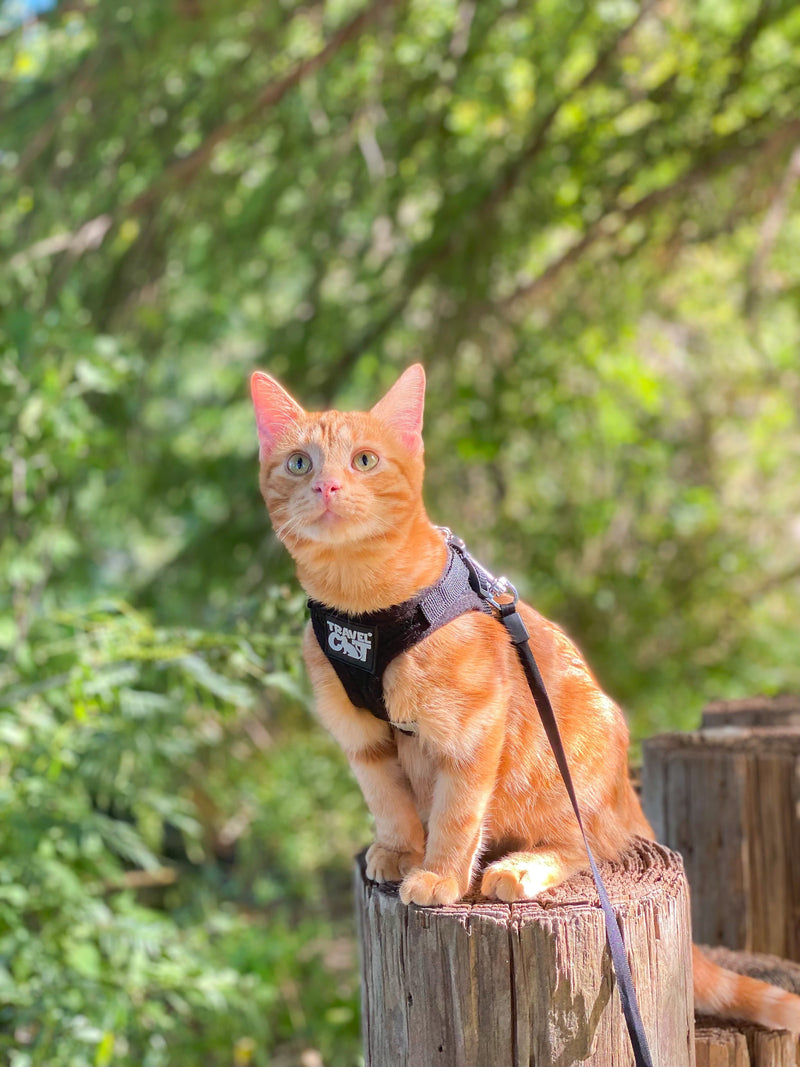 "The Adventure Cat Essential" Bundle Cat Backpack, Harness, Leash, an