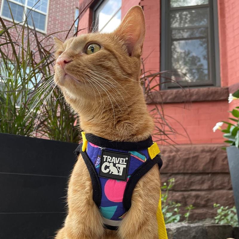 "The '90s Cat" Limited-Edition Harness & Leash Set