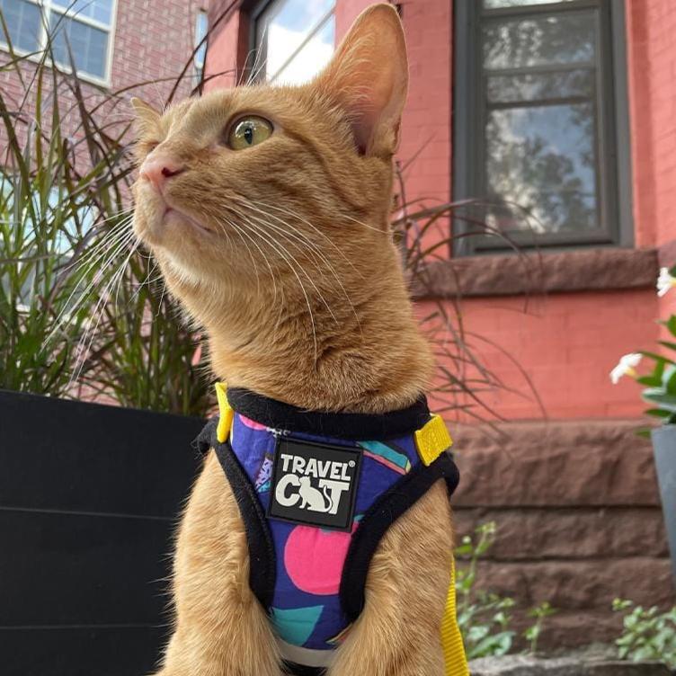 "The '90s Cat" Limited-Edition Harness & Leash Set