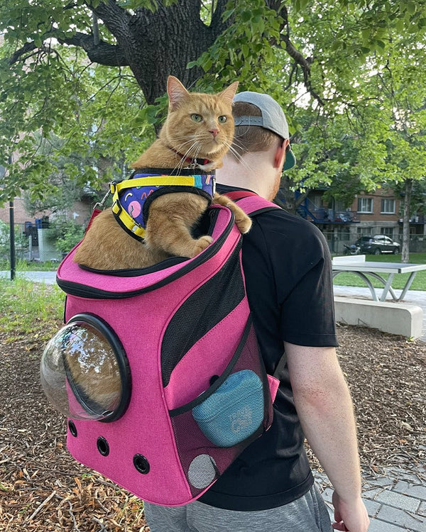 Cat Backpacks - Best Carriers of The Fat Cat Backpack Makers – Travel ...