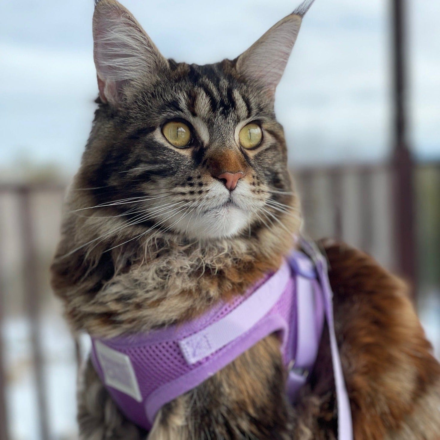 "The Spring Fling" Bright Cat Harness Bundle