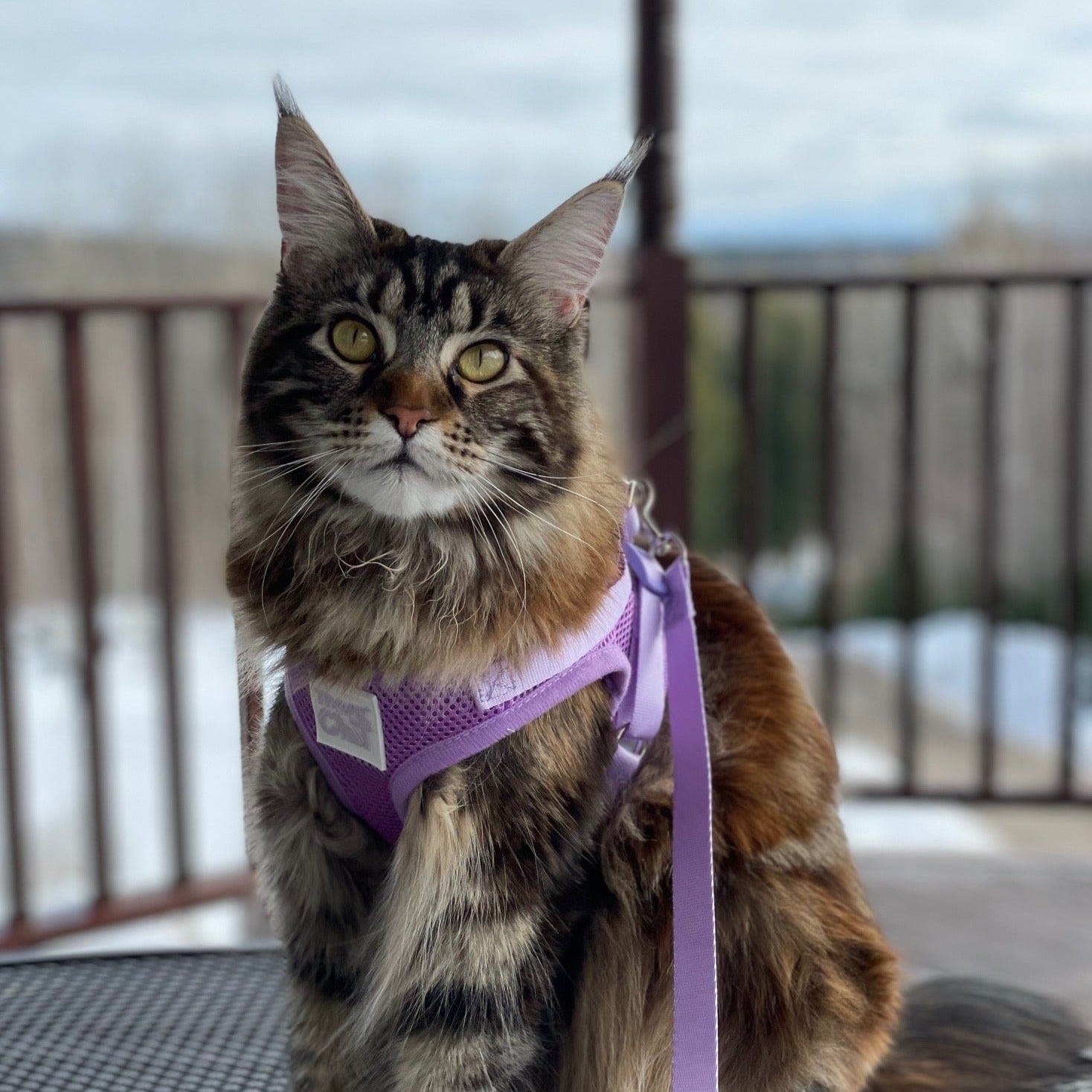 "The Lavender" Limited-Edition Purple Cat Harness & Leash Set