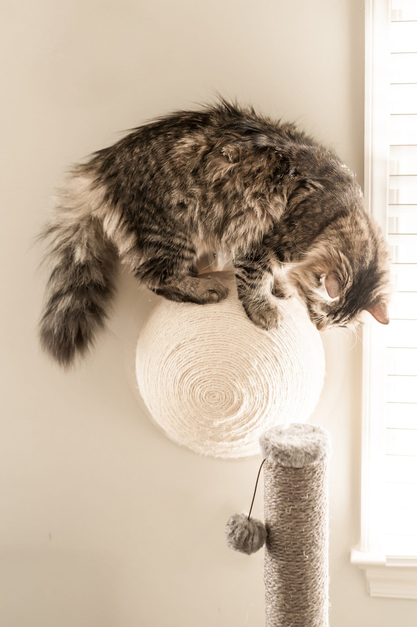 "The Window Wall Ball" Suction Cat Scratcher