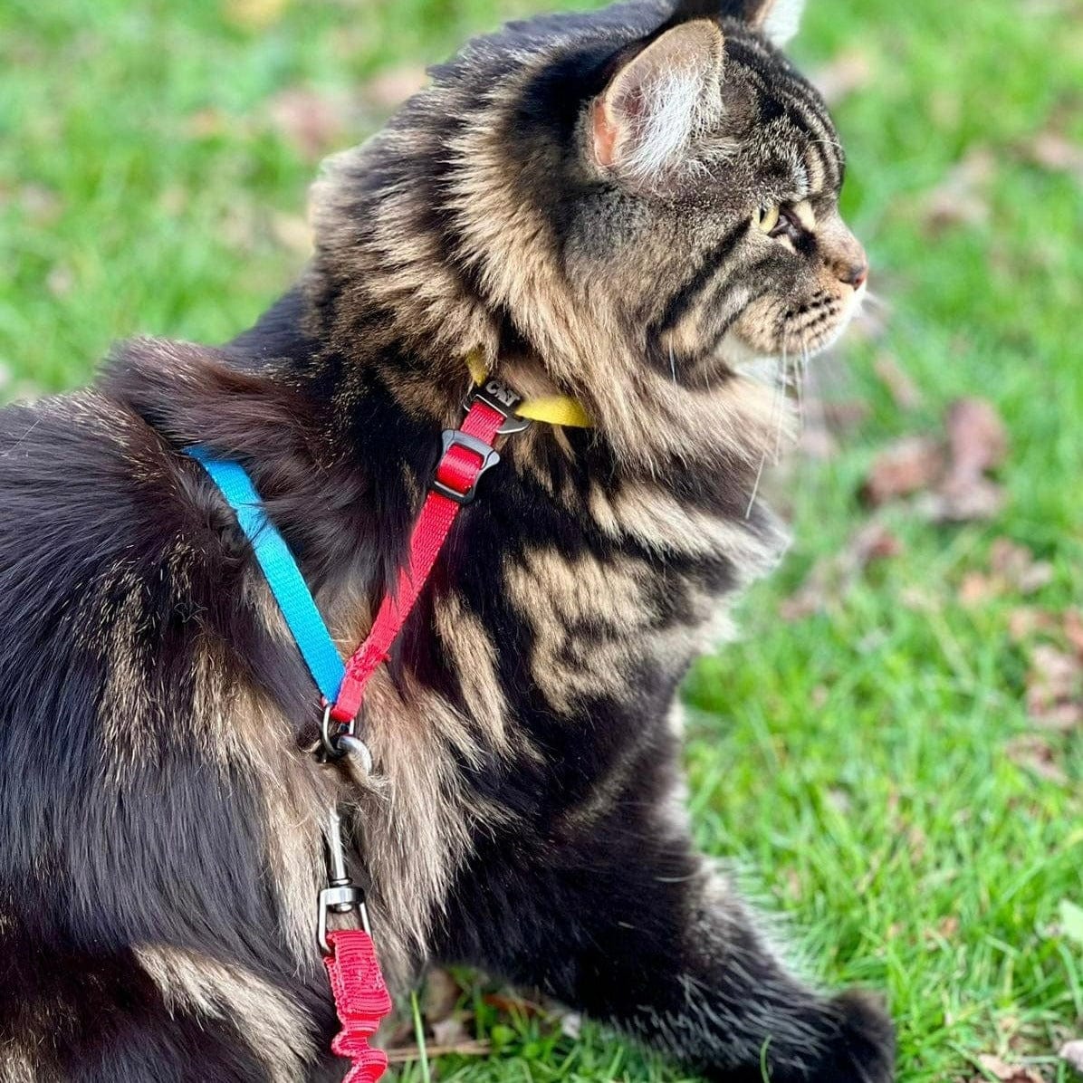 "The Day Tripper" Perfect Adjustable H-Style Cat Harness & Bungee Leash Set - Color Block