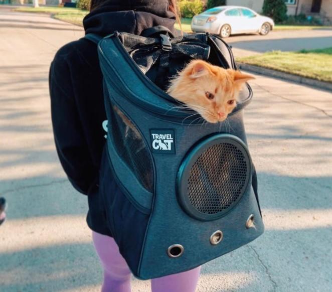 "The Whole Kitten Kaboodle" Bundle: Fat Cat Backpack, Harness, Leash, Retractable Leash, Convertible Bed & Cave, Travel Buddy, Treat Pouch, Can Covers, Travel Litter Box