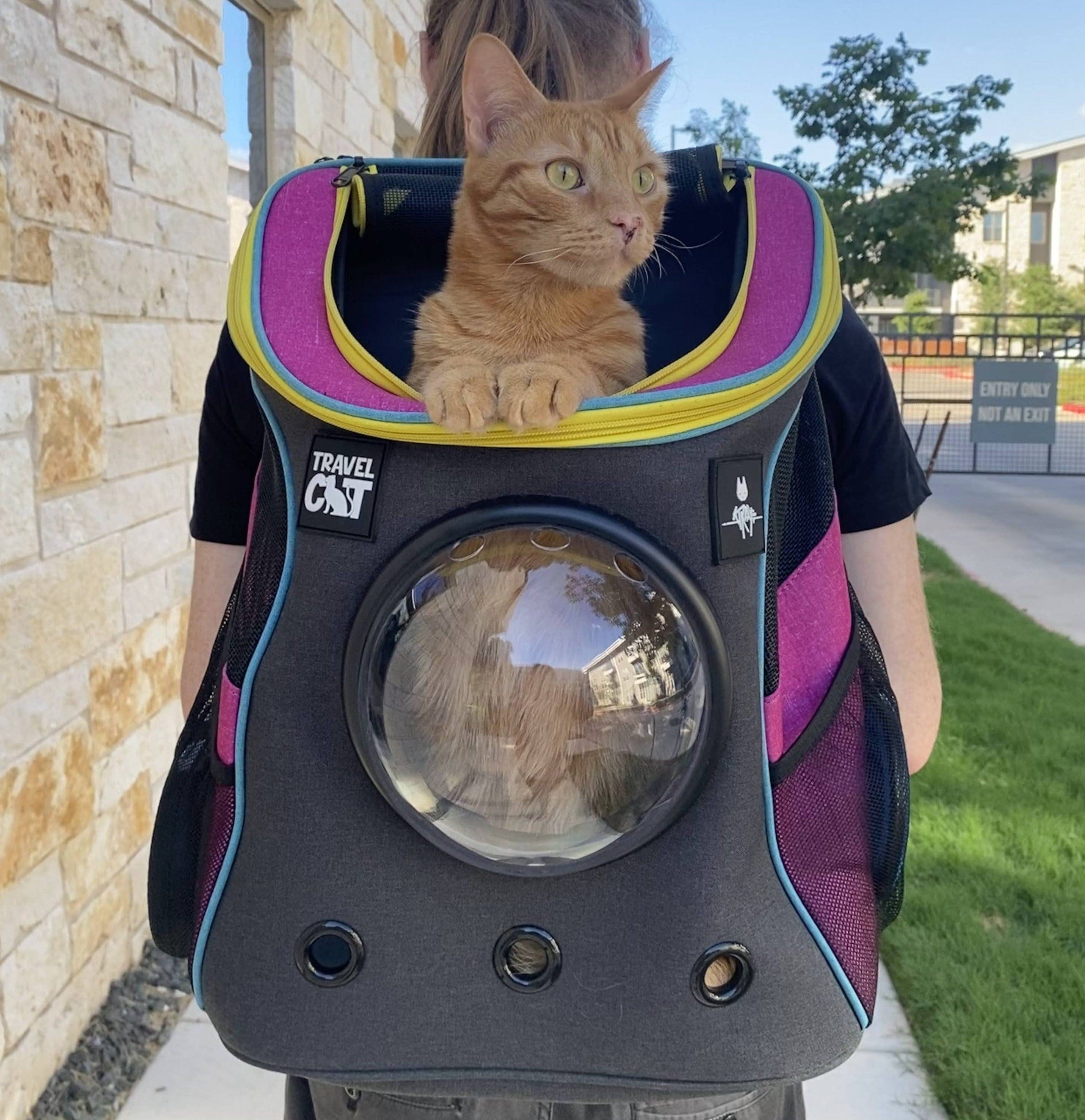 Kitten store in backpack