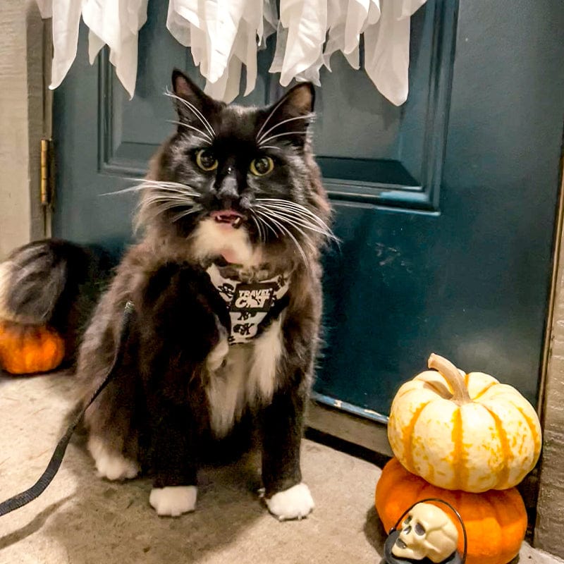 Halloween cat fashion harness