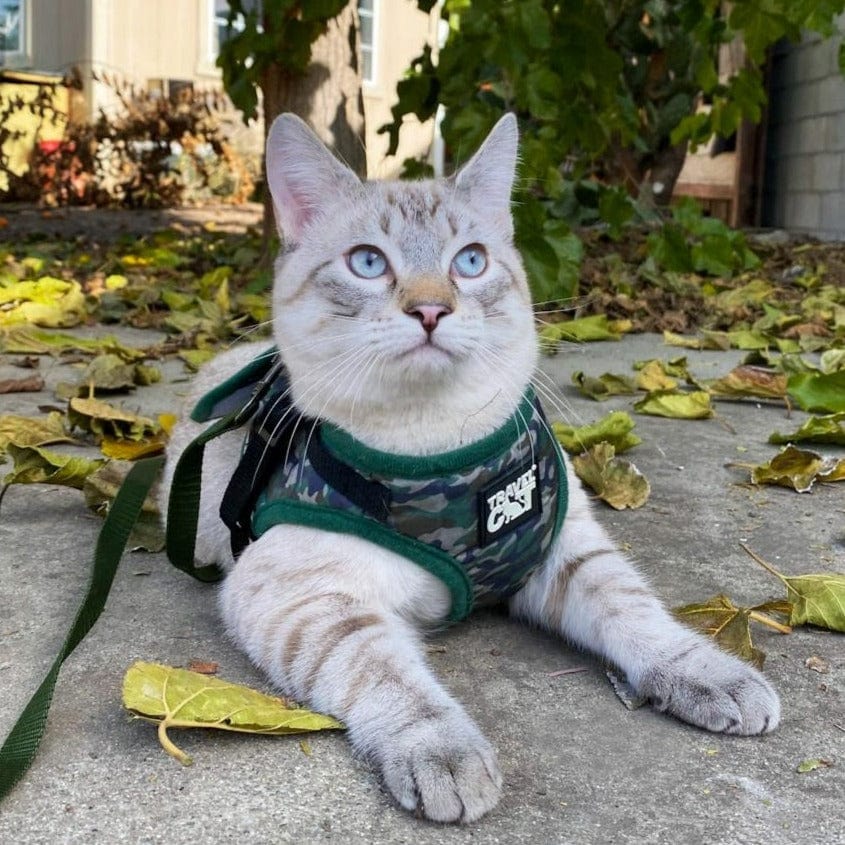 How to put on kitten clearance harness