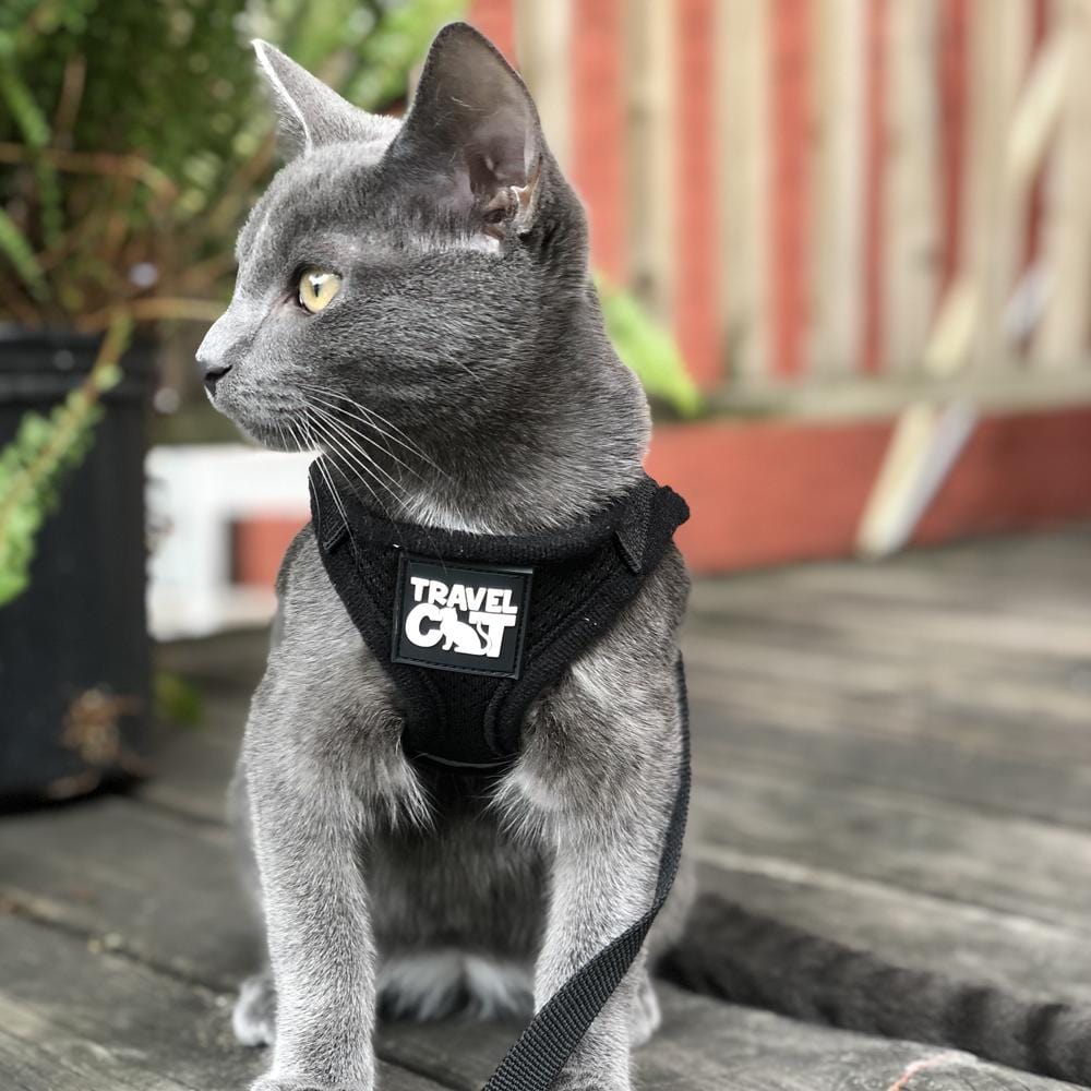 The Jackson Galaxy Essential Bundle: Cat Backpack, Harness, Leash, and Travel Bowl