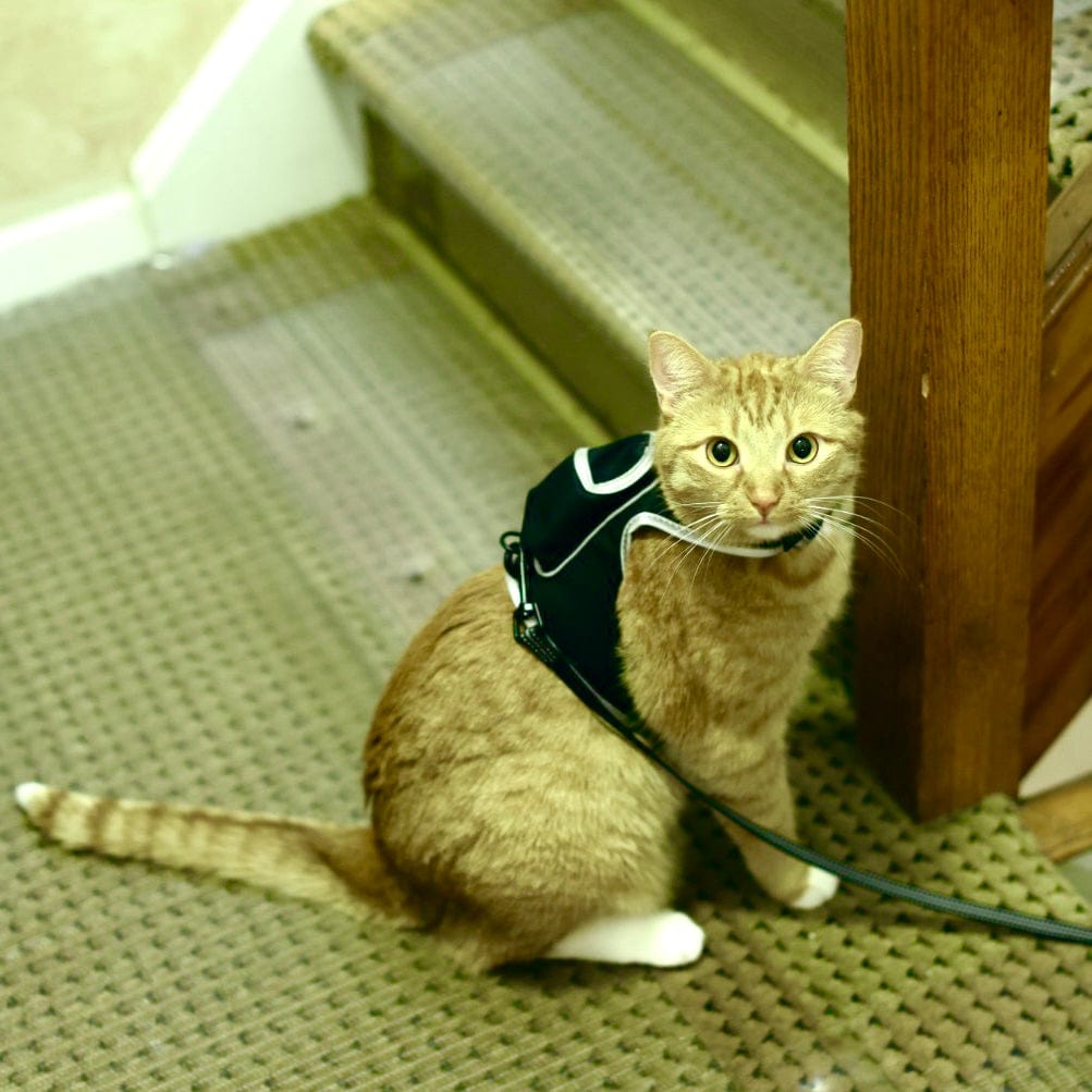 Stray x Travel Cat Harness & Leash Set - Limited Edition