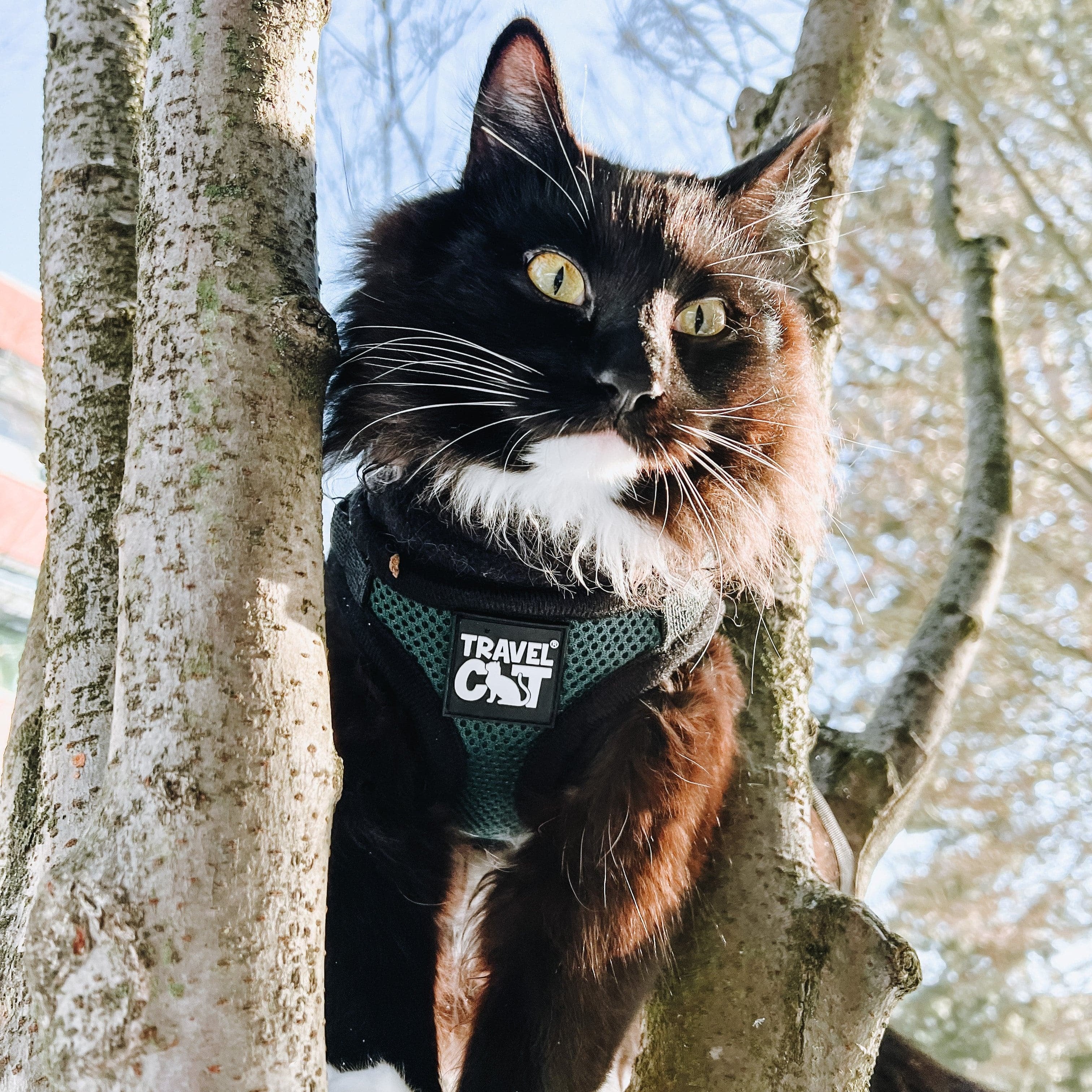 "The Emerald Explorer" Limited Edition Green Cat Harness