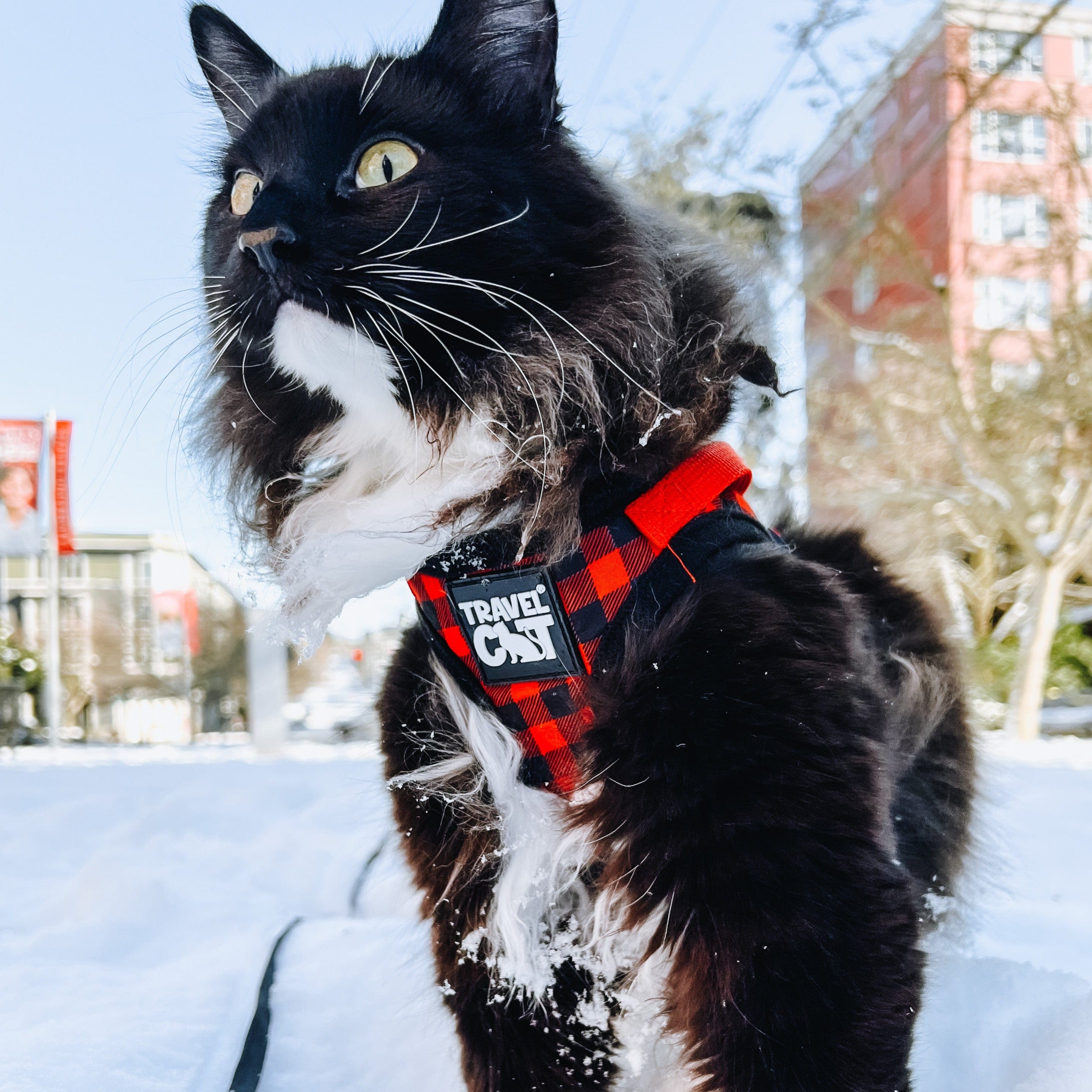 Emotional support cat harness best sale