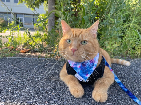 “The Groovy Cat” Leash