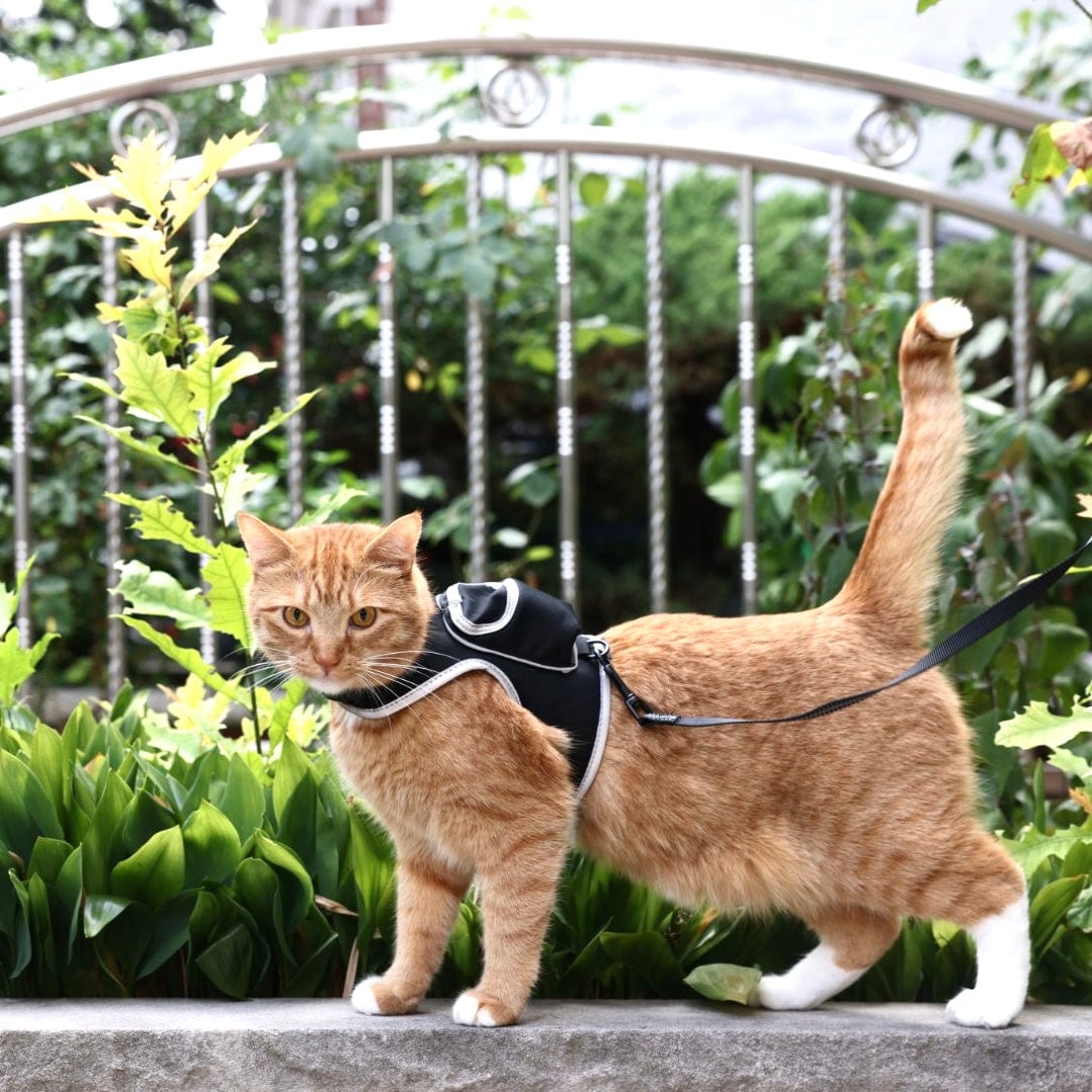 Stray x Travel Cat Harness & Leash Set - Limited Edition