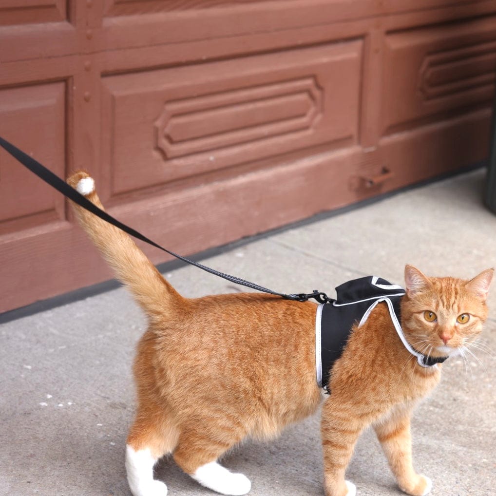 The True Adventurer Reflective Cat & Kitten Harness and Leash The Purrfectly Pink / L / Your Cat Backpack